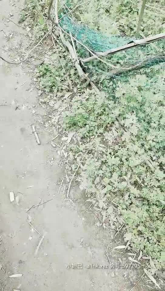 【燕姐勾搭老头】户外勾搭老头啪啪~老头白发苍苍不曾想鸡鸡给力~再展雄风【55V】 (46)