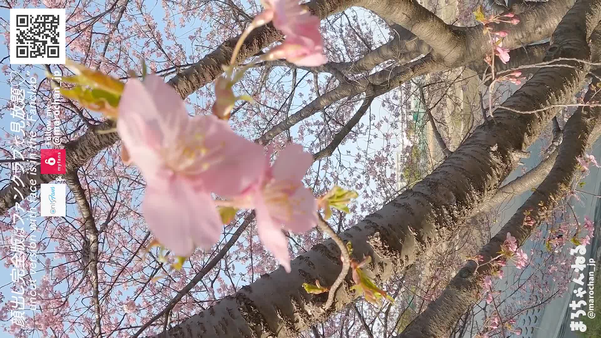 与业余女大学生的赏花约会♡站着口交站着中出日本人的乳房巨乳出色的风格美女奇闻趣事个人摄影舔阴调情泄露未经审查的智能手机猫Maro频道 (6447381e76147)