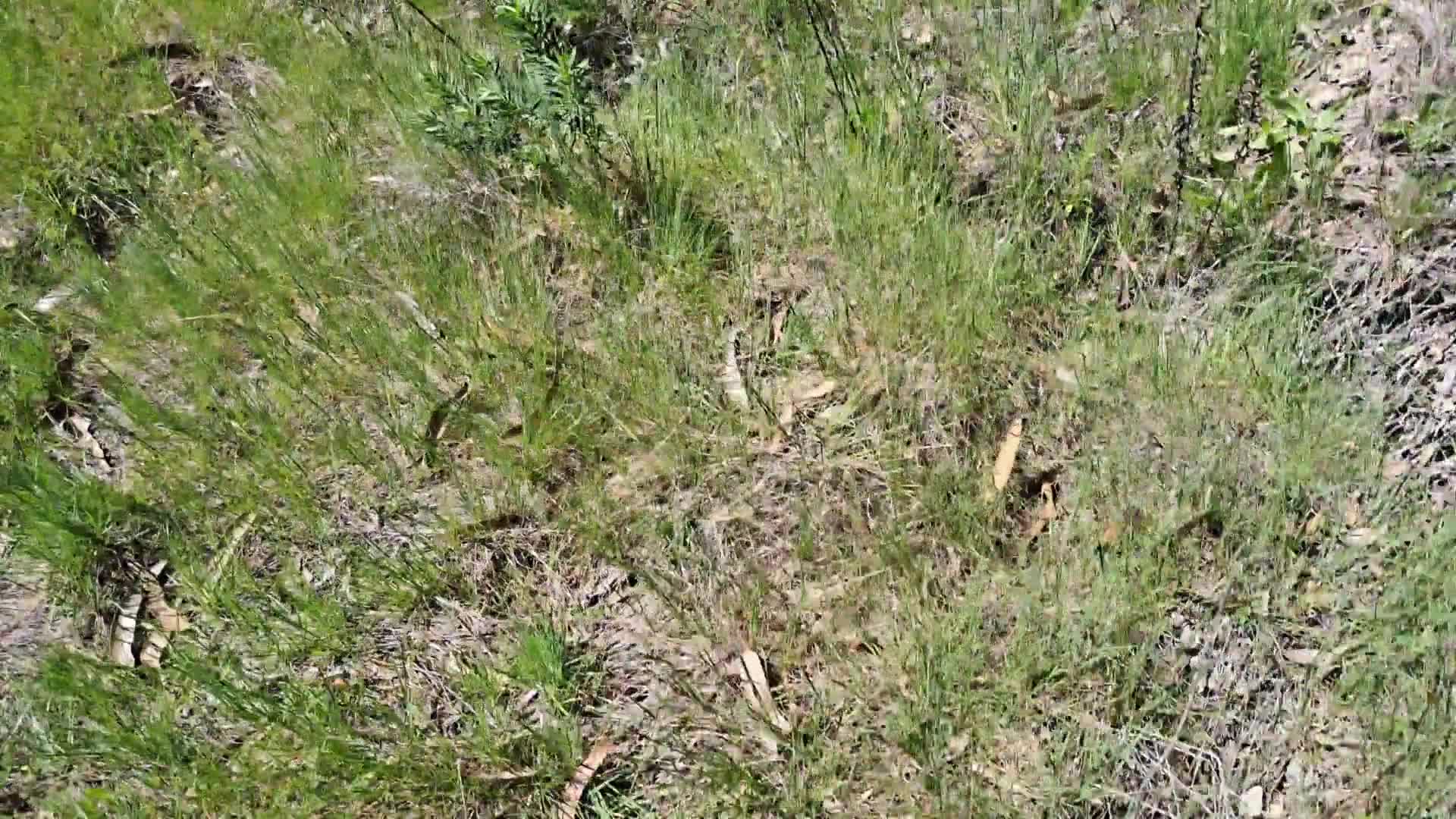 0015 - Fucking my mother's friend in a forest outdoor (642fe9a92a086)