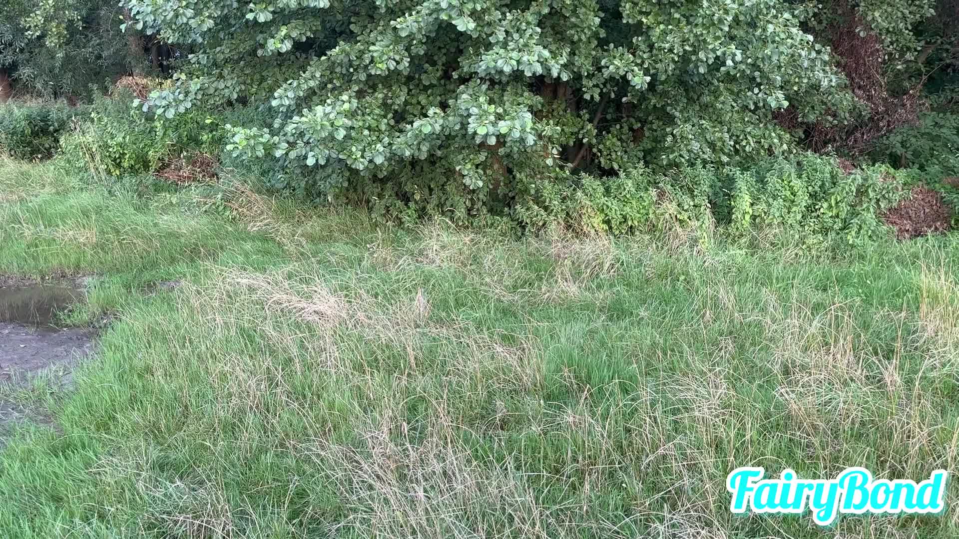 0013 - Ein Bett im Kornfeld - Date wird zum Analporno (64d931fed03bd)