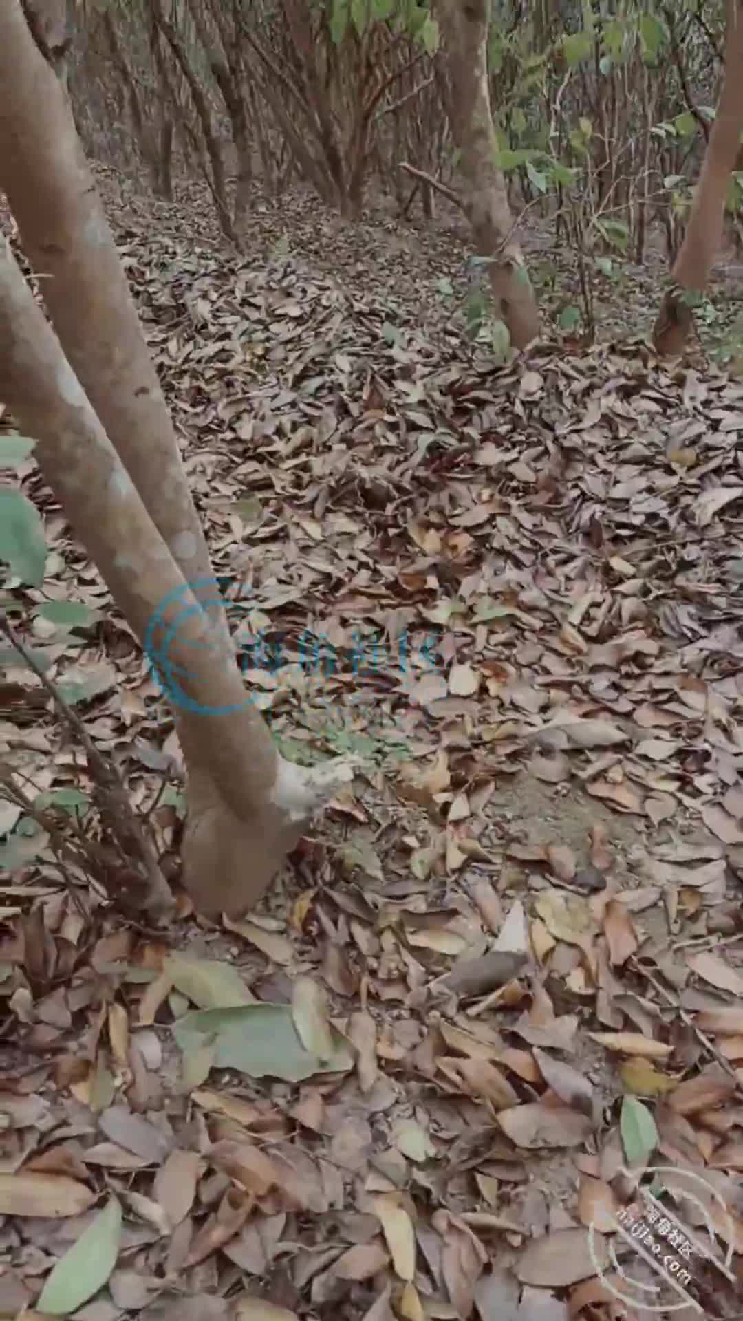 (原创)我和妈妈39，和妈妈上山干活的第二天，野战成功拿下老妈[南方母子]