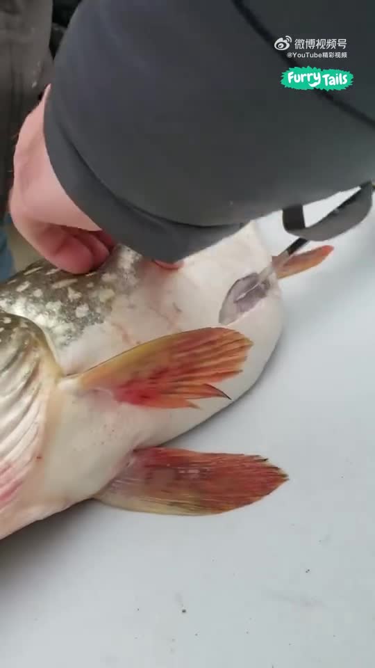 难道这就是传说中的剖腹产