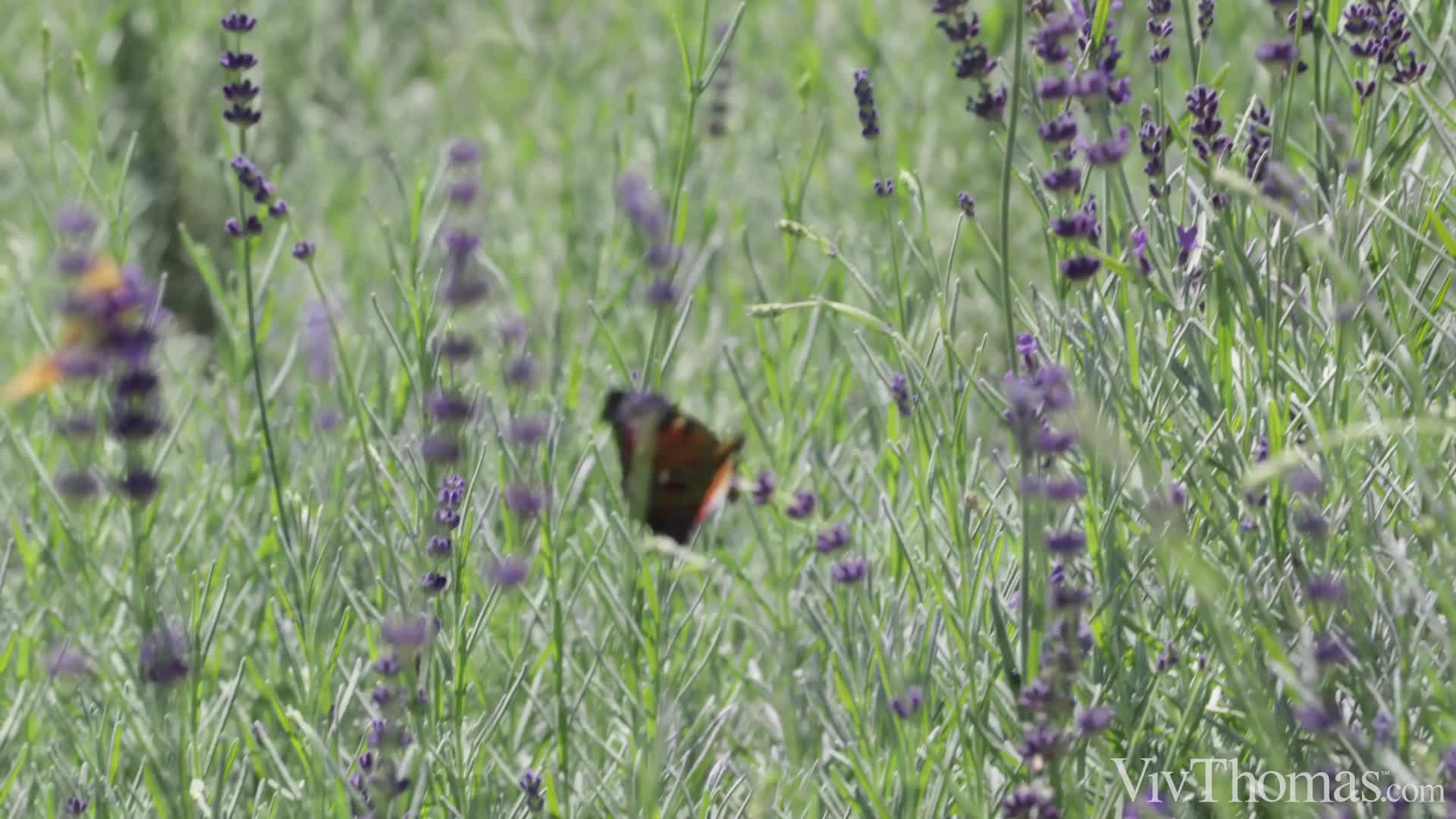 2048.cc -vivthomas.24.04.23.casey.a.and.liv.revamped.work.it