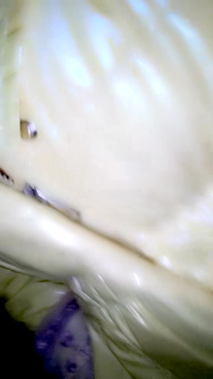 2048.cc@426_(探花)20240127_城中村探索