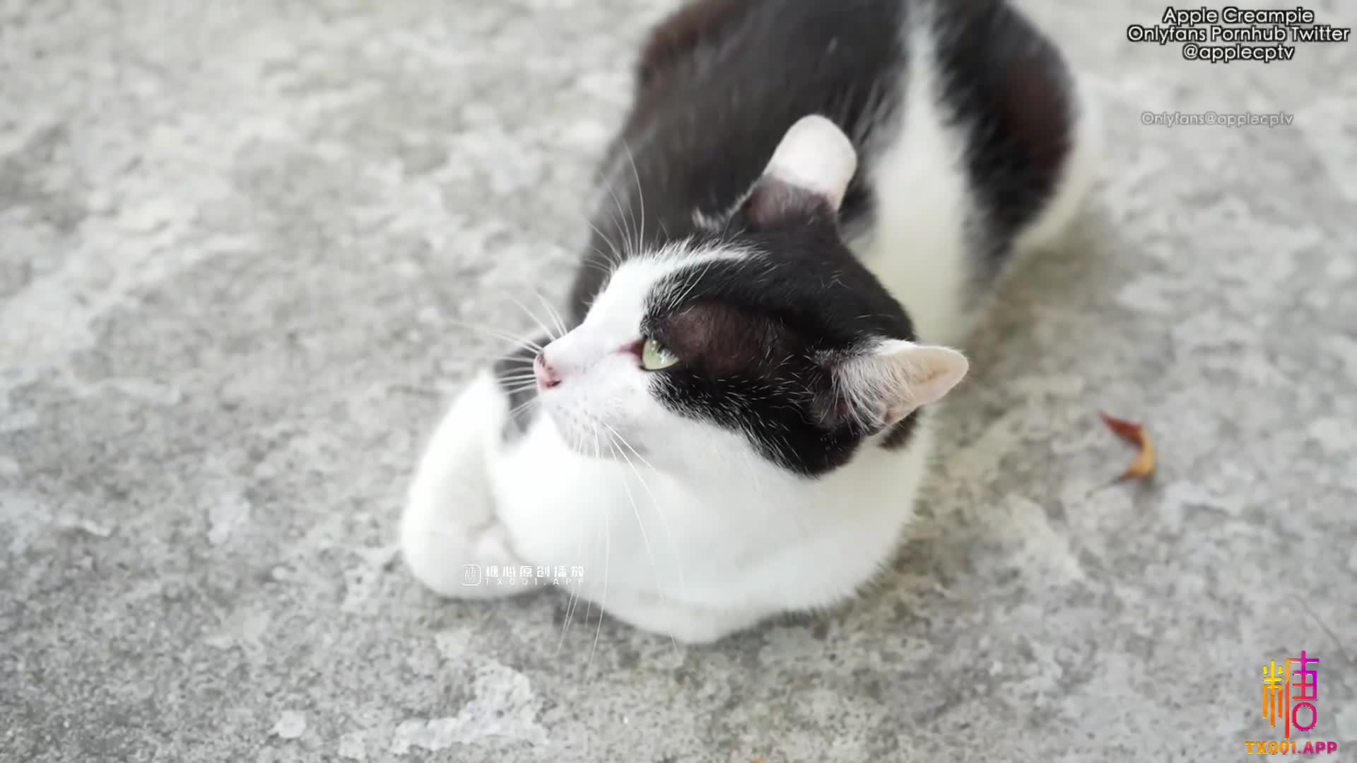 P站糖心OF~苹果applecptv合集~高跟丝袜大长腿【117V】 (8)