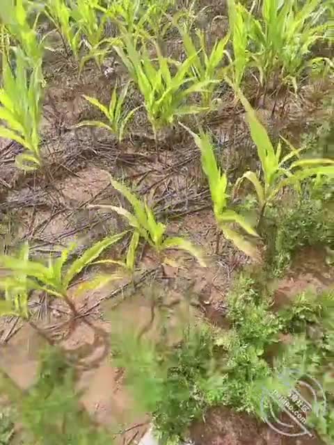 6️⃣9️⃣标题：69 (原创视频）顶着大太阳在玉米地和妹妹老汉推车，差点中暑！！！
作者：#妹妹的第一次给了我
发帖时间：2023-08-11 16:01:58
兄弟们你们期待已久的户外来了！！！给你们拍了这么多期户外能尝试的都尝试过了。那天我看评论区有个兄弟提出 去拍玉米地的想法。我感觉还不错，然后我就去找了好久最后只能找到一片在路边的玉米地  不过幸好是大中午的路过的人不是很多 我就把妹妹连哄带骗的过来了， 到了之后我就迫不及待的扒妹妹的衣服啊！
我给妹妹带上面具妹妹就像一个骚骚的女仆一样跪在我的面