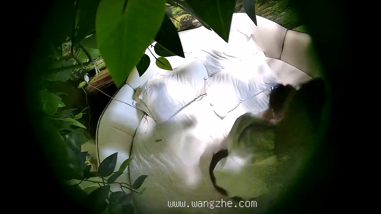 最新酒店偷拍视频
第二部，这年轻的大学生情侣体力真好，一天内干了五次，主要还是女的诱惑力强，我来的话最少干她六次，看到这么年轻漂亮的学生妹子必须点赞