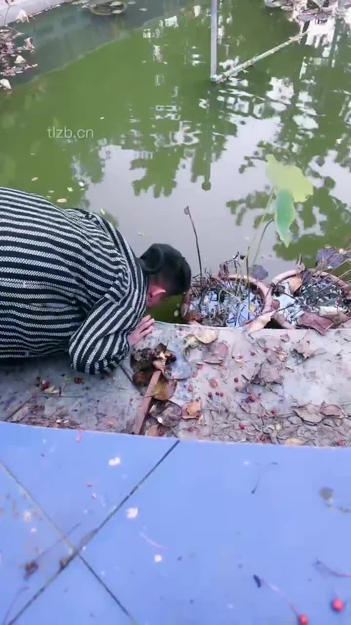 2048.hk@宸宸TJ：庄园遛狗