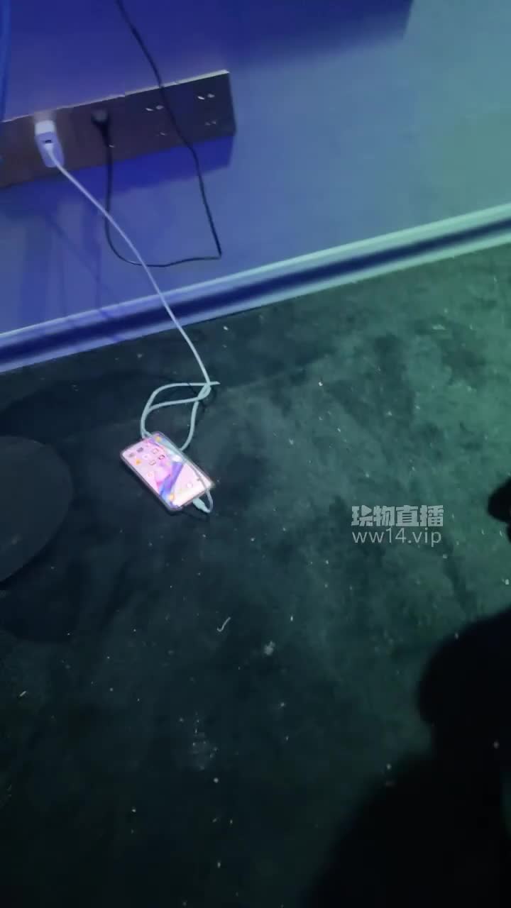 2048.hk@素人挖掘机TJ：口舌伺候私影主人开档丝袜口舌好爽滴蜡坐脸私影主人主动要求贱狗连夜伺候、真刺激依旧霸气天生气质玩弄完全不把贱狗当人2025-09-05