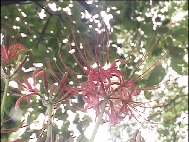 2048.vip-剧情之王 塚本 经典写实系列 FAX-139 夏季性生活白皮书