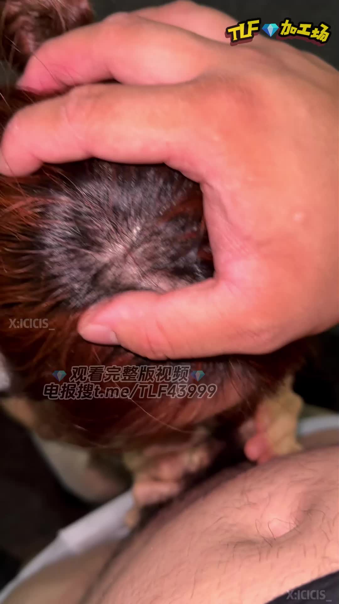 #露脸 #多p #调教 #TLF25顶级身材高颜值母狗淫妻，多p实录，淫荡对话，各种丝袜制服情趣诱惑，露脸吃鸡巴榨精，软糯屁股！【全套52部视频评论区观看】